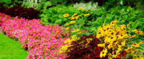 Beautiful Flowers Landscape London Ontario
