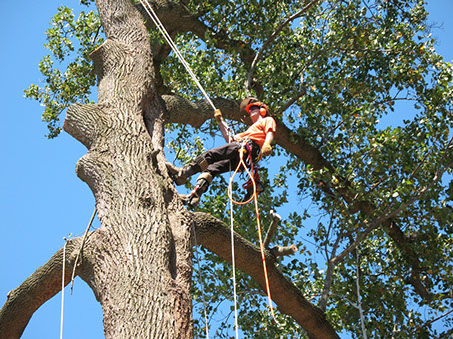 A man climbing up tree with Ropes in London Ontario