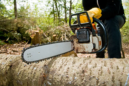 Chainsaw Cutting and Removing Tree