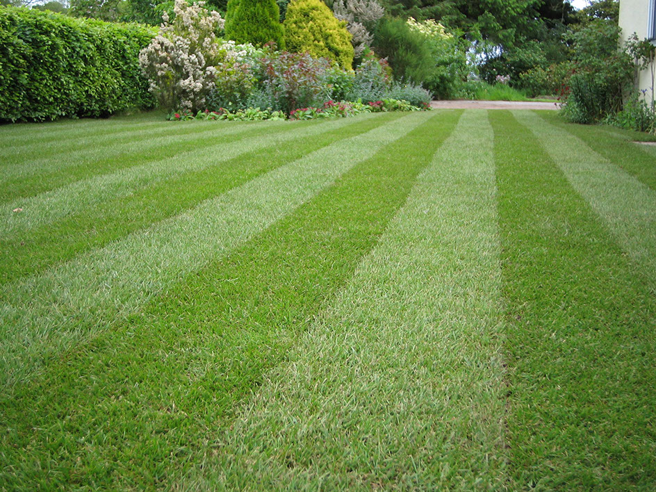 Green Landscape with Flowers, Fresh Cut green grass