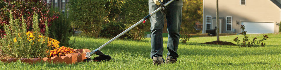 Green Landscape with Flowers
